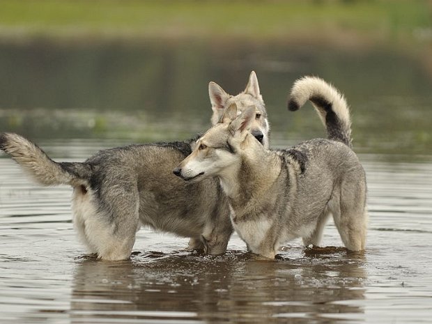 08-09-2011 zweiter Versuch: Skôn und Timish Timish hat es dieses Mal sehr spannend mit ihrer Läufigkeit gemacht, es wollte zuerst nicht richtig in die Gänge...