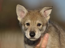 DSC_2191_Kenai_46_Tage 6 1/2 Wochen alt