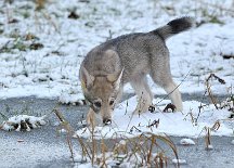 DSC_3680_58_Tage 8 1/2 Wochen alt