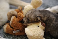 DSC_9992 der Pimpf und die Kuscheltiere