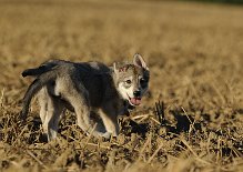 DSC_6144 Yasha