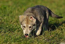 DSC_6189 Yasha