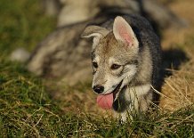 DSC_6190 Yasha