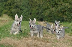 DSC_5380 Dante, Yari, Mato, Dastan und ganz hinten lacht Yasha raus