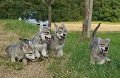 DSC_5391 Dastan, Yari, Yasha und Mato