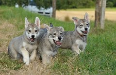 DSC_5392 Dastan, Yari und Yasha
