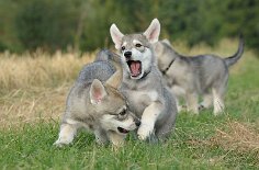 DSC_5402 Dante und Dastan