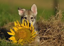 DSC_5757 Yasha und die Sonnenblume