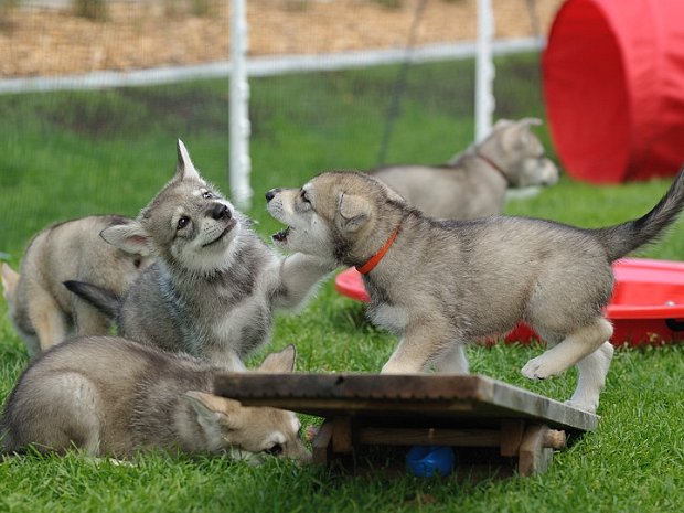 05-08-2012 Bowie, Ares, Dusty, Amak, Bora und Juna zu Besuch