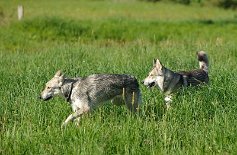DSC_2266 Amak und Bowie
