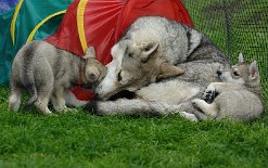 DSC_2737 Yasha bekommt einen Schnauzgriff von ihrer Oma
