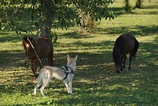 DSC_3514 Quittney legt sich mit den Ponies an...