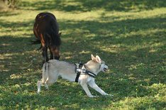 DSC_3515 ...und hat nicht gewonnen ;) .