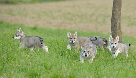 DSC_4215 Mama ist weggelaufen