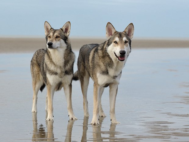 23-02-2014 Das Liebespaar Django und Shaya
