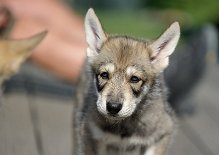 DSC_8259 Navajo