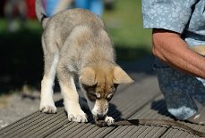 DSC_8263 Toller Knoten ist das!