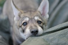 DSC_8724 Navajo
