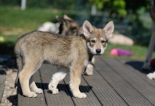 DSC_9426 Elu