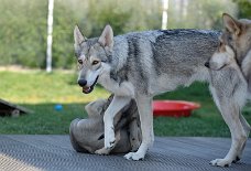 DSC_9430 Yasha