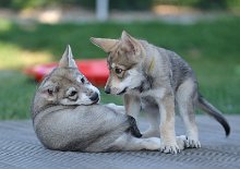 DSC_9433 Flow und Elu sind sich nicht ganz einig :)