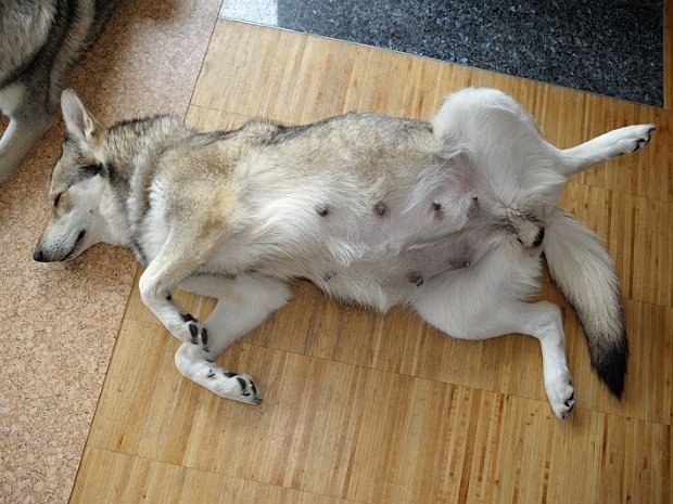28-04-2014 Trächtigkeit und Geburt In diesem Album sind Photos von der Trächtigkeit, der Geburt und dem ersten Tag unserer 7 Zwerge zusammengefasst. Beim...