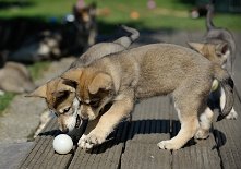 DSC_7181 Enya und Elu wollen den Ball! (51. Lebenstag)