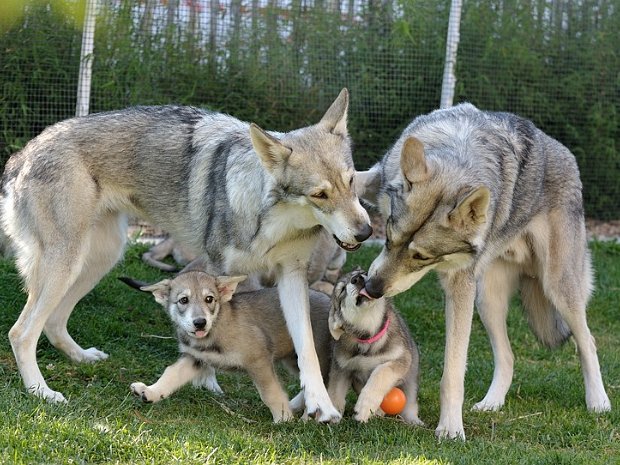 21-06-2014 Halbbruder Yari und die Babies