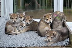 DSC_3429 müde Bande am 32. Lebenstag, von links nach rechts: Ms. Red, Ms. Orange, Ms. Yellow, Mr. Black, vorne Mr. Blue und hinten selbstsprechend Ms. Green und Ms. Pink