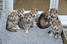 DSC_3444 Da die 7 Zwerge schon müde waren, ist mir ein Gruppenphoto gelungen :). Von links nach rechts: Ms. Red, Ms. Orange, Mr. Blue, Mr. Black, Ms. Yellow, Ms. Pink...
