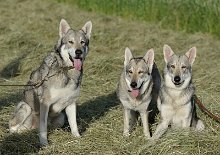 DSC_4329 Familienphoto: Papa Skôn, Mama Timish und Sohn Amak - die Ähnlichkeit von Amak zu seinen Eltern ist unverkennbar!