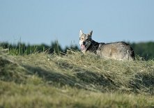 DSC_4342 Skôn