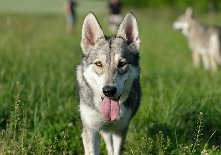 DSC_4355 Yasha