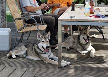 DSC_4629 Django und Skôn beobachten die Welpen