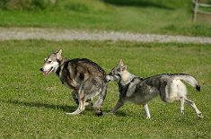 DSC_4635 Wir machen einen kleinen Spaziergang mit unseren Weibern und den zwei Rüden Django und Skôn. Yasha zwickt Django in den Hintern.