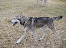 DSC_4639 Django