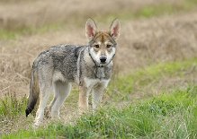 DSC_4201_16_Wochen 16 Wochen alt