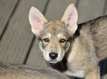 DSC_9638_Tag_60 8,5 Wochen alt