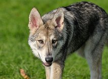 DSC_4802_16_Wochen 16 Wochen alt