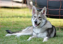 DSC_5152_20_Wochen 20 Wochen alt