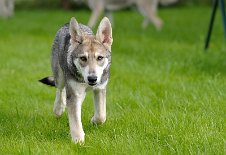 DSC_4331_16_Wochen 16 Wochen alt