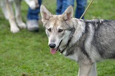 DSC_5437_20_Wochen 20 Wochen alt