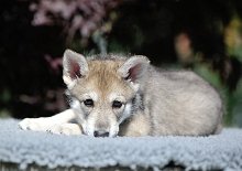 DSC_6769_Tag_48 7 Wochen alt