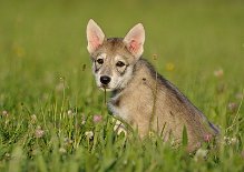 DSC_8051_Tag_54 8 Wochen alt