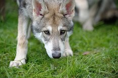 DSC_4642_16_Wochen 16 Wochen alt
