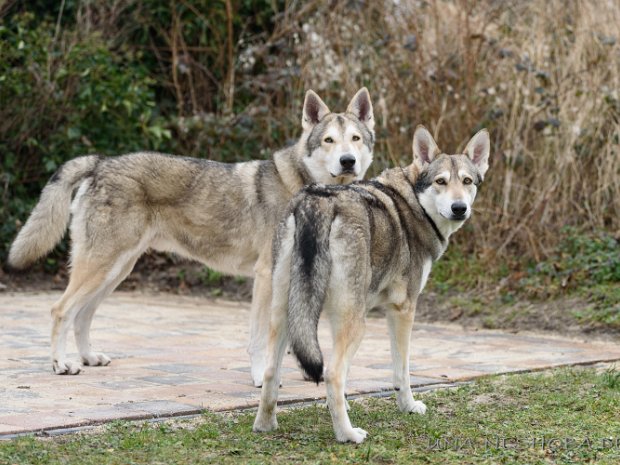 28-02-2019 Das Liebespaar Enya und Gino