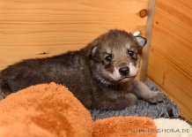 DSC_7035 Yuma, 18 Tage alt