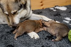 DSC_7069 Enya untersucht Cosma - sie ist noch nicht überzeugt von dem Geruch