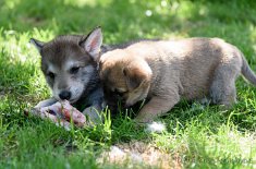 DSC_8335 Yuma und Cosma