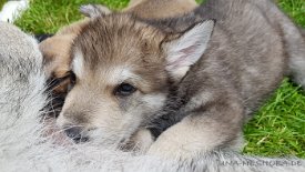 20190606_122518 Yuma in anderen Sphären